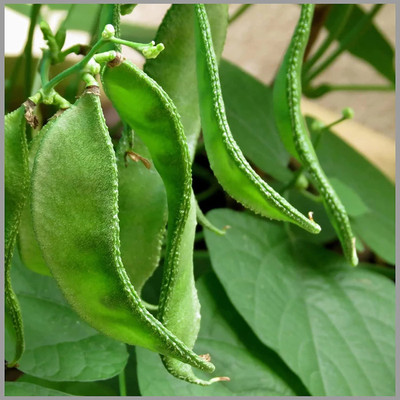 GREENSEA Broad Bean, Dolichos Seed(45 per packet)