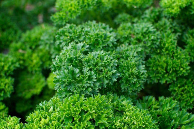 CYBEXIS LX-98 - Curly Leaf Parsley - (2250 Seeds) Seed(2250 per packet)