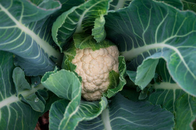 bloomaura white cauliflower,gobhee seeds Seed(14 per packet)
