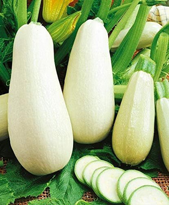 KNESSiN Heirloom White Bush Zucchini Summer Vegetable Seeds For Planting - (40 Seeds) Seed(40 per packet)