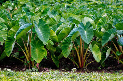 KANAYA Taro Root/Arbi Bulbs Seed(5 per packet)