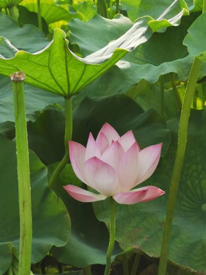 Urvaar lotus,kamal seeds Seed(12 per packet)