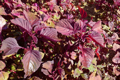 ActrovaX Spinach Red(Amaranthus) Lal Saag Cheera [10gm Seeds] Seed(10 g)