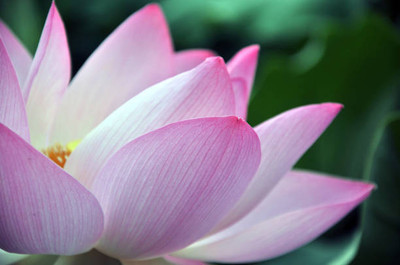 Cosmos lotus,kamal gatta Seed(11 per packet)