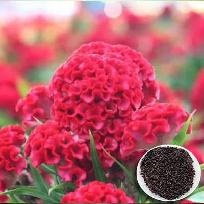 Lorvox Cockscomb Seed(130 per packet)