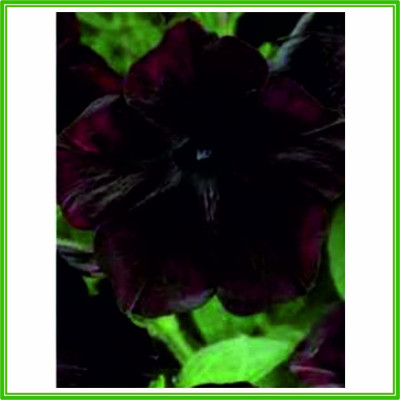 CYBEXIS Petunia F1 Debonair 'Black Cherry' Seed Seed(1 g)