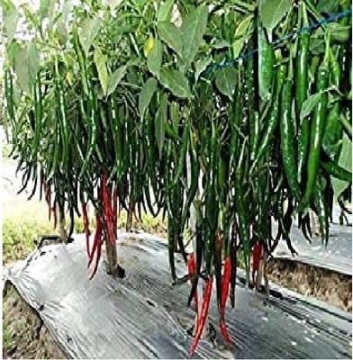 wequality chilli seeds,hybrid hot green chilli seeds,bullet chilli,f1 chilli seeds Seed(60 per packet)