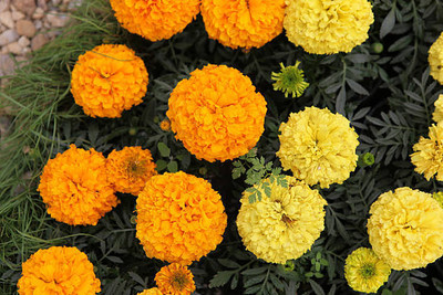 BDSreolve marigold,gende ka phool seeds Seed(21 per packet)