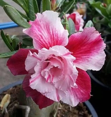 Qualtivate XL-713 Adenium Obesum Bulbs-Strong Seed(30 per packet)