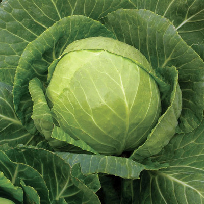 Avysa Cabbage 'Mini' Brassica oleracea Seed(500 per packet)