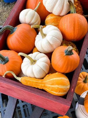 KNESSiN High Yield Mix Little Pumpkin (120 Seeds) Seed(120 per packet)