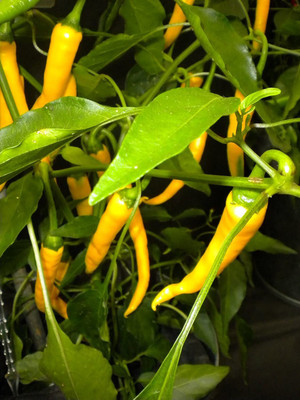 CYBEXIS Rare Golden Cayenne Capsicum Annuum Hot Chili Seeds600 Seeds Seed(600 per packet)