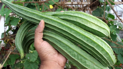 Qualtivate GBPT-5A Angled Gourd/Ridge Gourd Seeds Seed(50 per packet)