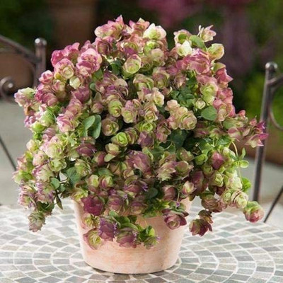 VibeX NDIR-34 - Ornamental Oregano Kirigami - (450 Seeds) Seed(450 per packet)