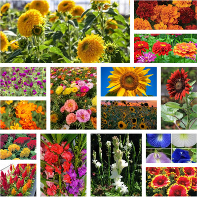 BSARKAR 15 type combo Flowers seed Seed(400 per packet)