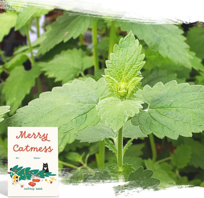 Qualtivate HUA-125 Catnip Cat Mint Catwort Catswort Seed(1000 per packet)