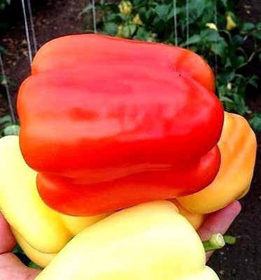 VibeX ® VXI-542 California Wonder (Organic)Capsicum Seed(200 per packet)