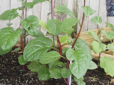 Qualtivate XXX-3A Red Malabar spinach Seeds Seed(50 per packet)