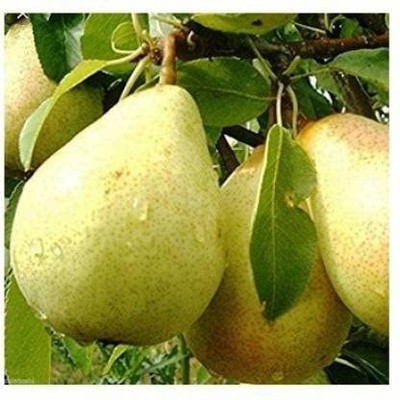 MAA Pear Seed(43 per packet)