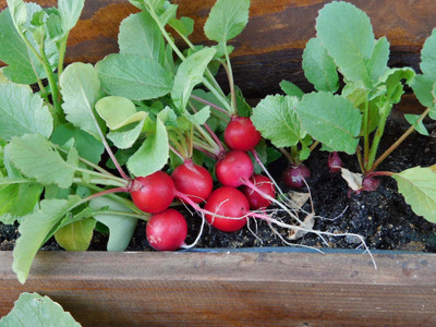 XOLDA Red Round Radish Seed(46 per packet)