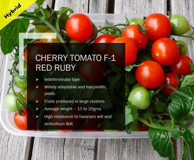 CYBEXIS CHERRY TOMATO F-1 RED RUBY SEEDS(2500 Seeds) Seed(2500 per packet)
