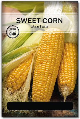 Qualtivate PUA-4A Bantam Sweet Corn Seed Seed(400 per packet)