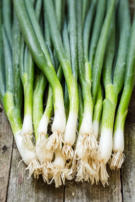 CYBEXIS XLR-23 - Green Welsh Onion Bunching - (4500 Seeds) Seed(4500 per packet)