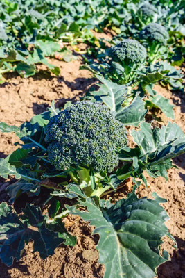 DEYS AGRO ™ broccoli seeds,f1 hybrid broccoli vegetable Seed(50 per packet)