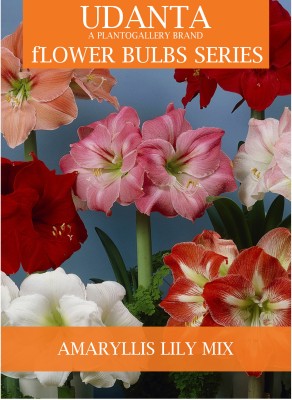 Udanta Dutch Amaryllis Lily Multicolor Bulbs - Set of 10 Bulbs Seed(10 per packet)