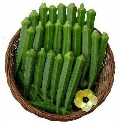 WILLVINE Quick Growing Hybrid Lady Finger / Bhindi F1 -[250 Seeds] Seed(250 per packet)