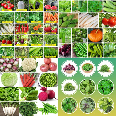 ibains Rainy vegetable seeds biij 200 Seed(200 per packet)