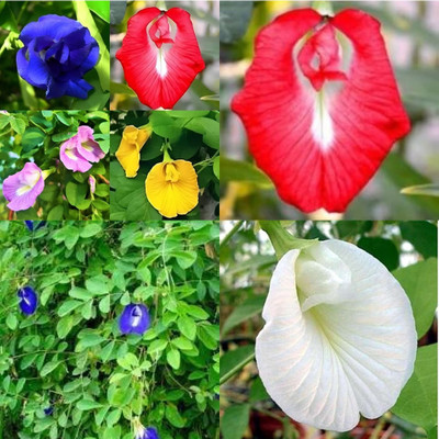ibains Aparajita seeds all colours red bij 32 Seed(32 per packet)