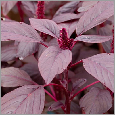 Arshiayat Red Spinach, Red Amaranthus Seed(320 per packet)