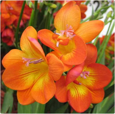 zabbus Freesia Flower Bulbs for Summer Season Orange Seed(2 per packet)