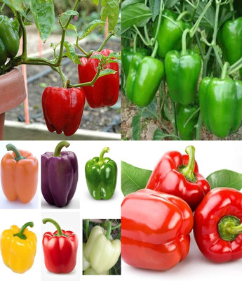 ibains Shimla mirch f1 hybrid seeds shimla mirchi beez 54 Seed(54 per packet)
