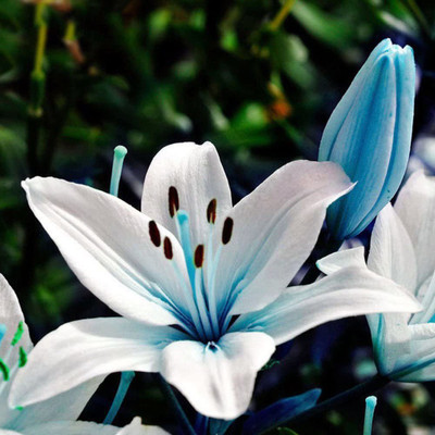 CYBEXIS PAU-11 - Blue Rare Lily - (180 Seeds) Seed(180 per packet)