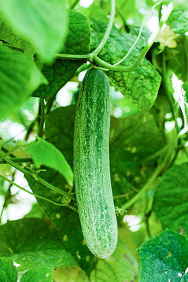 AFARTIOBINA 46 PCS CUCUMBER SEEDS Seed(46 per packet)