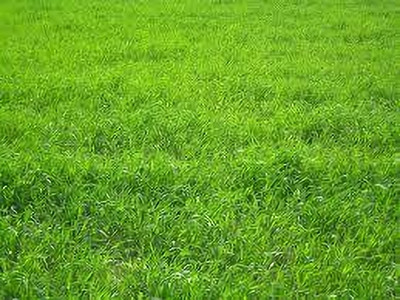 BDSresolve korean grass seeds/Lawn Grass Seeds 7000 Seed(7000 per packet)