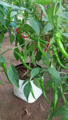 Farmonix Green long Variety Green Chilli Seed(1200 per packet)