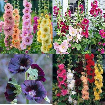 seedkart f1 hollyhok flower seeds Seed(30 per packet)