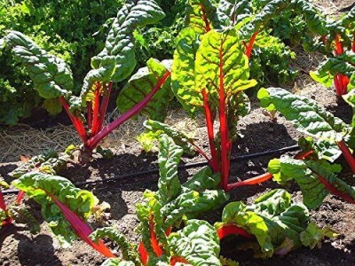 KNESSiN Rhubarb RED Swiss Chard Perpetual Spinach-{800 Seeds} Seed(800 per packet)