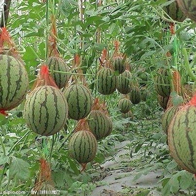 MAA Watermelon, Tarbooz Seed(85 per packet)