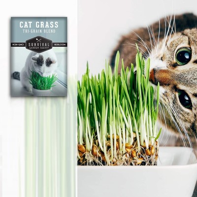 VibeX ® XLR-42 Cat Grass Blend,Rye,Wheat,Oats,Barley Seed(1000 per packet)