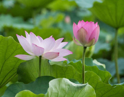 CYBEXIS KGF -71 - Sacred Lotus - (270 Seeds) Seed(270 per packet)