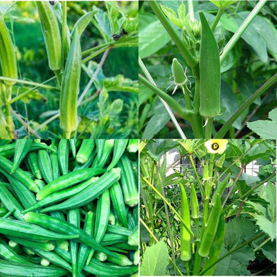 ibains Radhika lady finger seeds 17 Seed(17 per packet)