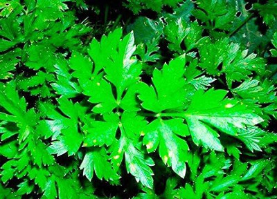 CYBEXIS VVI-89 - Parsley - Evergreen - (750 Seeds) Seed(750 per packet)