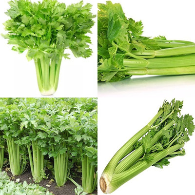 ibains Celery seeds spices bij 21 Seed(21 per packet)