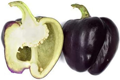 CYBEXIS F1 Hybrid Purple Capsicum Seeds2400 Seeds Seed(2400 per packet)