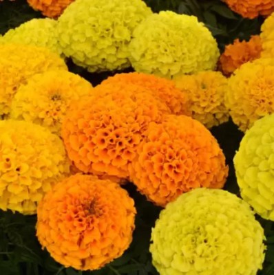 GROW-N-KNOW Hybrid African Marigold Mix Seeds (50 Per Packet) Seed(50 per packet)