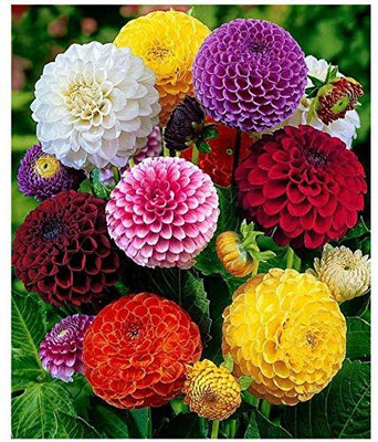 Lorvox Hybrid mulitcolour dahlia Seed(55 per packet)